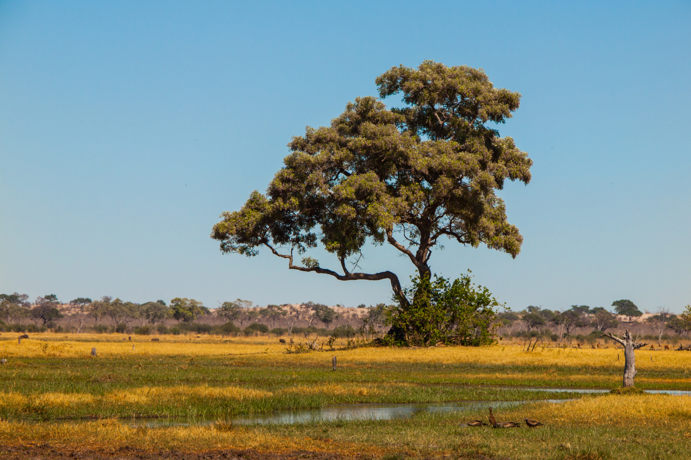 09_Savuti[1].webp